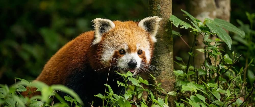 Padmaja Naidu Himalayan Zoological Park