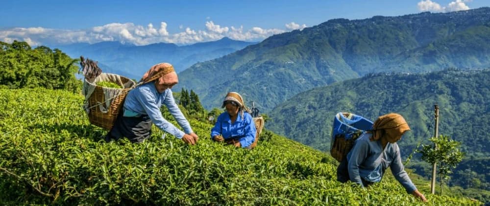 Darjeeling Tea Gardens